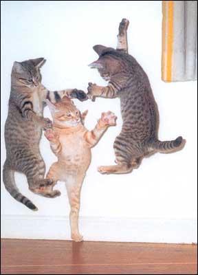 dancing cats sketch